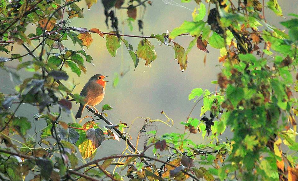 In April in fact, usually, the robin gets back to its humid wood, rich of insects, to reproduce and then it's easier to hear it singing than to see it © Fabio Severgnini