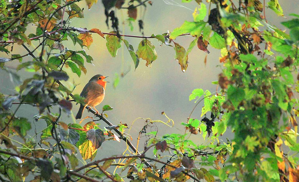 En avril, normalement, le Rouge-gorge retourne dans son bois humide, riche en insectes, pour se reproduire et il est plus facile de l'entendre chanter que de le voir © Fabio Severgnini