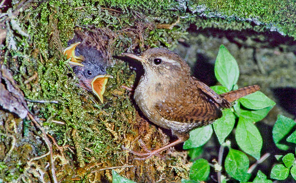 Hungry chicks with mother. The wren male is polygamous. Starts at same time more nests, amassing in cracks it deems suitable between rocks and weeds, mosses, grasses and lichens. The female on duty decorates them laying 5-8 eggs it broods for 2 weeks caring then the chicks © Museo Civico di Lentate sul Seveso