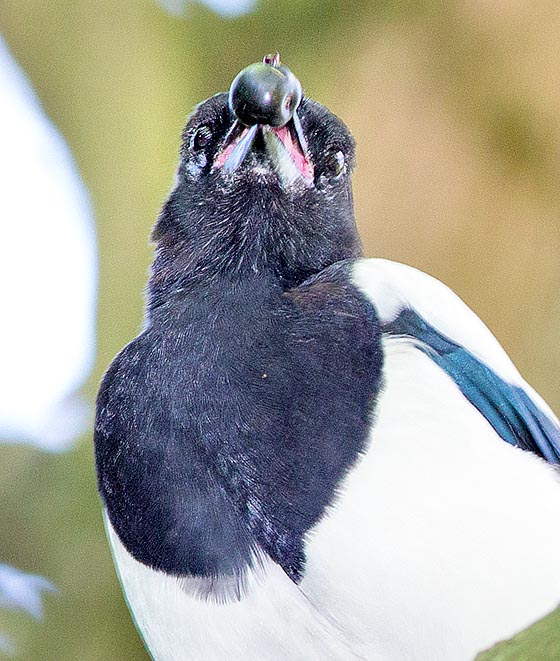 La Pie bavarde, ici aux prises avec une baie, mange de tout : elle est frugivore, insectivore, nécrophage, sans omettre mulots, poissons, grenouilles, oisillons et poussins domestiques.