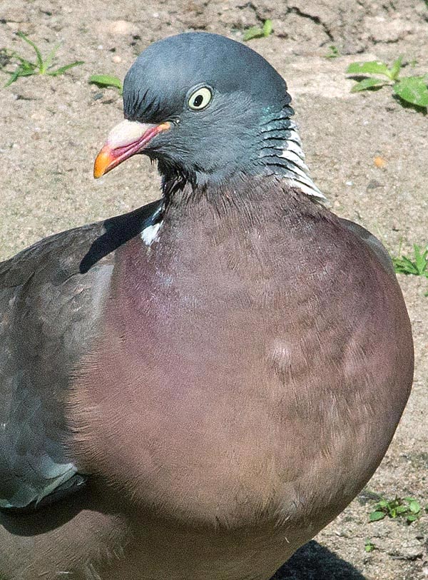 Il petto della Columba palumbus è rossastro-vinaceo. L’occhio, bianco perla, richiama il colore della cera che sovrasta il becco giallo e rosso-vinaceo. Molto pesso la pupilla è stranamente ellittica © Giuseppe Mazza