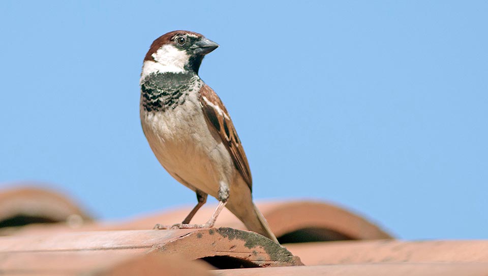 Ed ecco la vittima, il Passer domesticus italiae che ha quasi rischiato la “lista rossa” ed ora scappa veloce appena scorge l'uomo o un semplice spaventapasseri al vento © Gianfranco Colombo