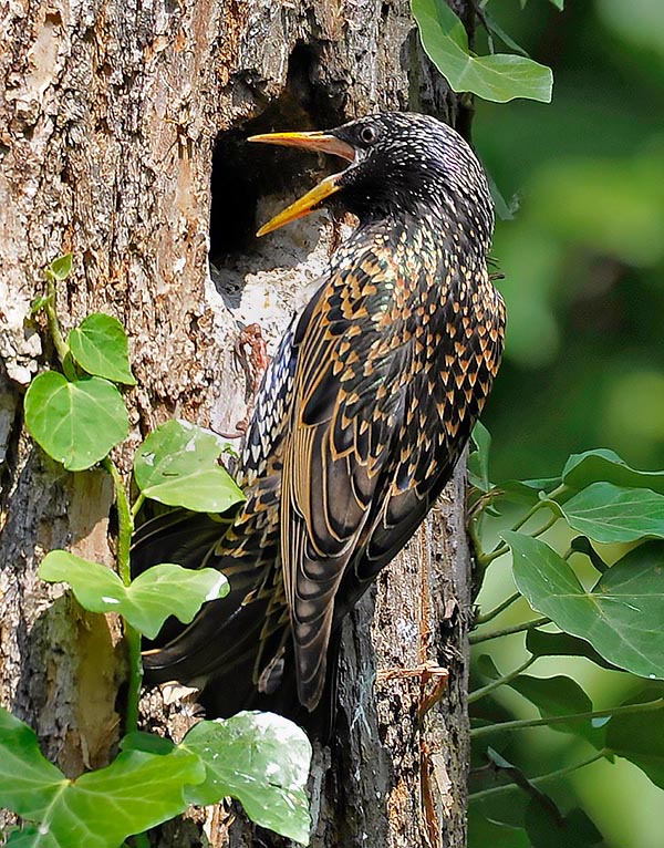 For settling the European starling (Sturnus vulgaris) seeks often, like here, a woodpecker abandoned nest, but is good also the big crack of a building or a small hole under the tile © Gianfranco Colombo
