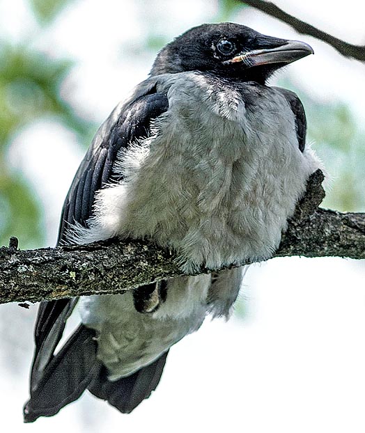 The newborns of the grey crow are completely bare. They keep in the nest for about five weeks and then often follow the parents till the following season © Gianfranco Colombo