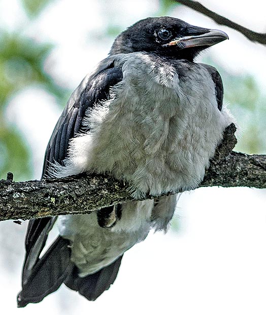 À la naissance les petits de la Corneille mantelée sont complètement nus. Ils restent au nid pendant environ 5 semaines et puis suivent les parents jusqu'à la fin de la saison suivante © Gianfranco Colombo