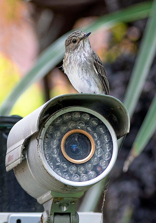 Muscicapa striata, Muscicapidae, Papamoscas gris