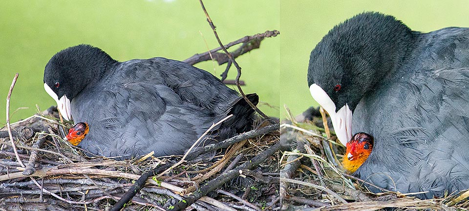 The floating nest is a mass of branches. It contains even 12 eggs brooded in turn by the parents. Here the mother finally sees a popping out pullet it tenderly grooms © Giuseppe Mazza