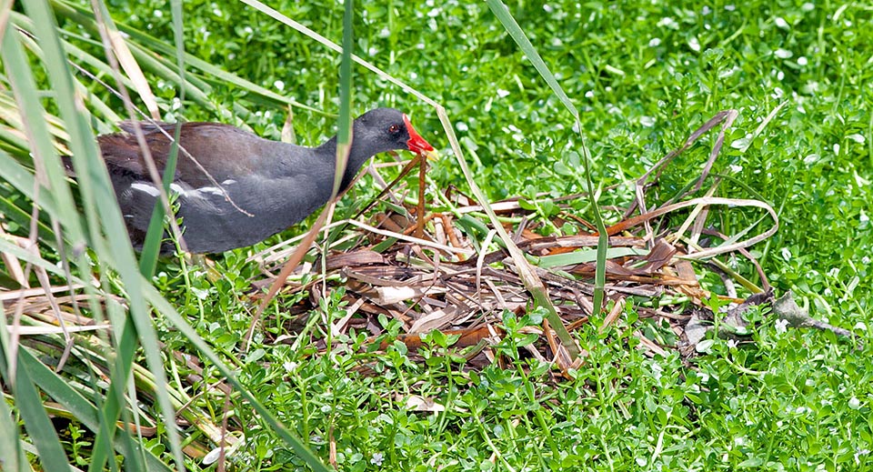 The nest, often floating among the reeds, is built by both parents who share also the brood, lasting three weeks as an average © Giuseppe Mazza