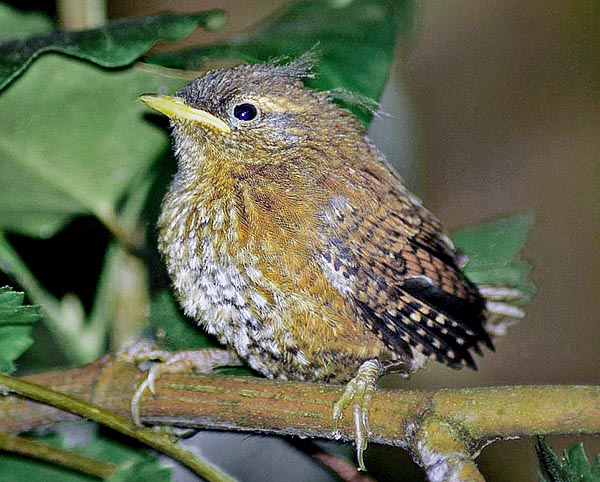 Here one just out from the nest where gets back in the evening with the brothers to spend the night © Agostino Codazzi