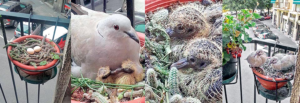 Eccola nidificare in un vaso di cactus, su un terrazzino milanese, dopo aver mangiato come insalatine tutte le piante appetibili. Ha lasciato stare, chissà perché, il geranio. Forse, come quando nidificava fra i rami, per una protezione mimetica dagli attacchi aerei o semplicemente per far ombra al nido o per l'odore inappetibile delle foglie © Nadia Galli