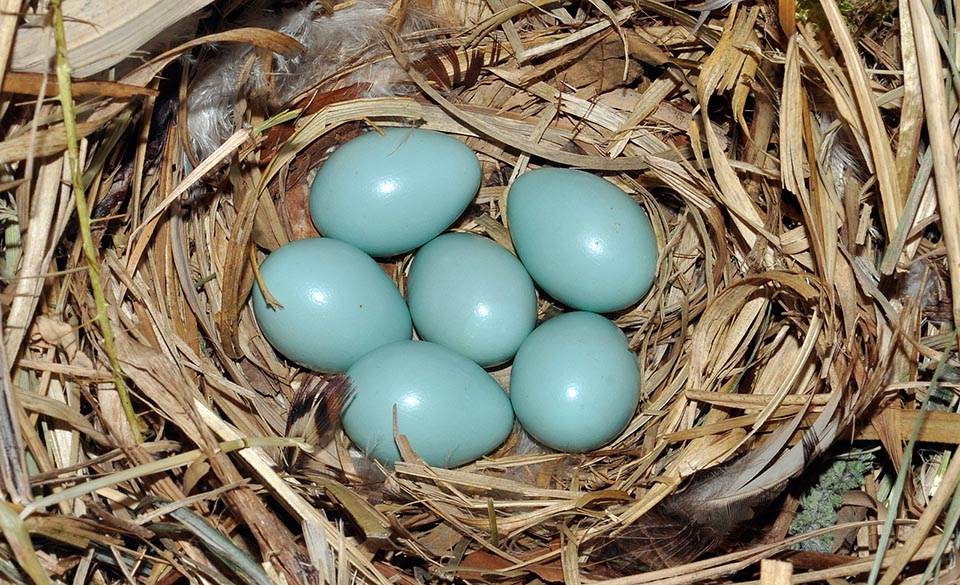 Lo Sturnus vulgaris nidifica anche tre volte all’anno con 5-7 uova, uniformemente azzurre, covate a turno dai genitori per 2 settimane © Gianfranco Colombo