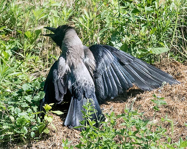 Il Corvus cornix si disinfetta o asciuga spesso a sole con le ali più o meno aperte © Gianfranco Colombo