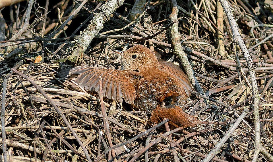 Al igual que diversas aves, al chochín común le gusta caldearse y desinfectarse al sol con las alas abiertas sobre el suelo © Alvaro Dellera