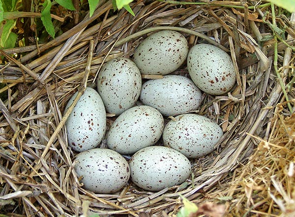 The cream coloured eggs, highly spotted of reddish brown, are at least 5 and sometimes even a dozen © Museo Civico Lentate sul Seveso