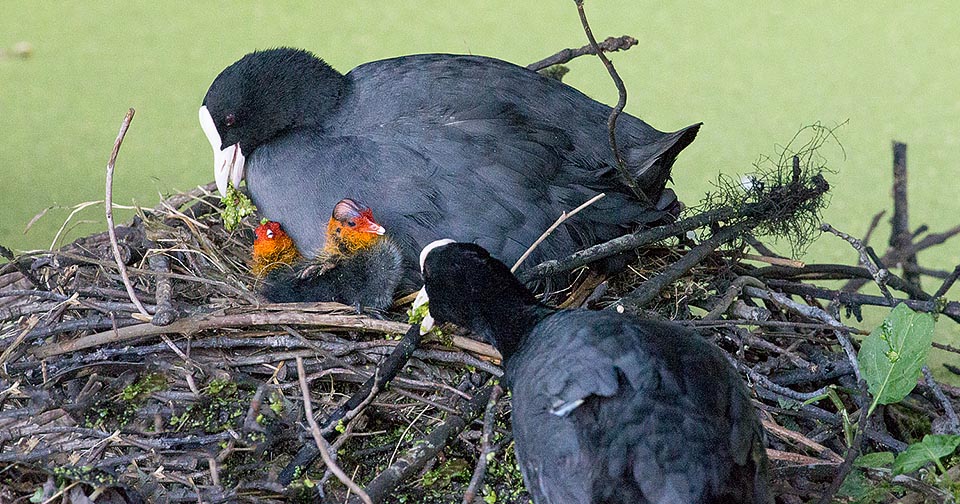 They often come to life together. They are already two and the excited father takes food to the nest: algae, chopped aquatic plants and small animals for a protein intake © Giuseppe Mazza