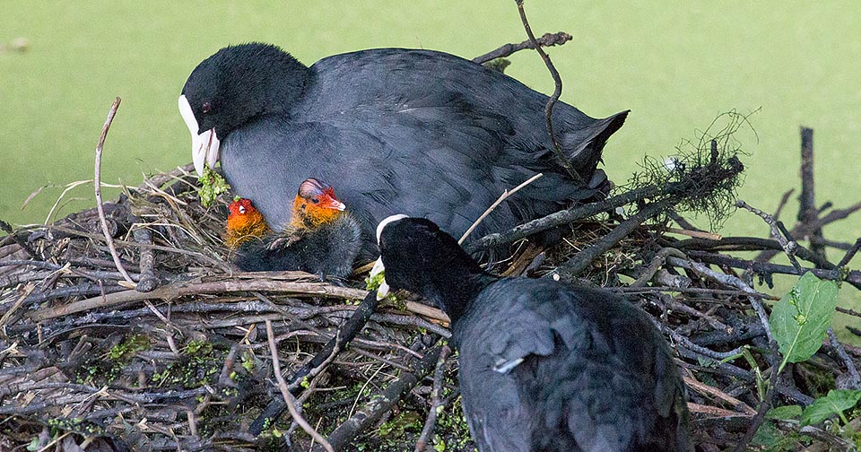 They often come to life together. They are already two and the excited father takes food to the nest: algae, chopped aquatic plants and small animals for a protein intake.