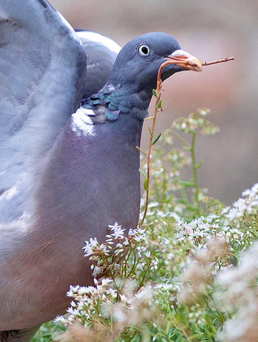 Pour bâtir son nid le Pigeon ramier ne ramasse pas de branches, il les casse avec son bec © Gianfranco Colombo