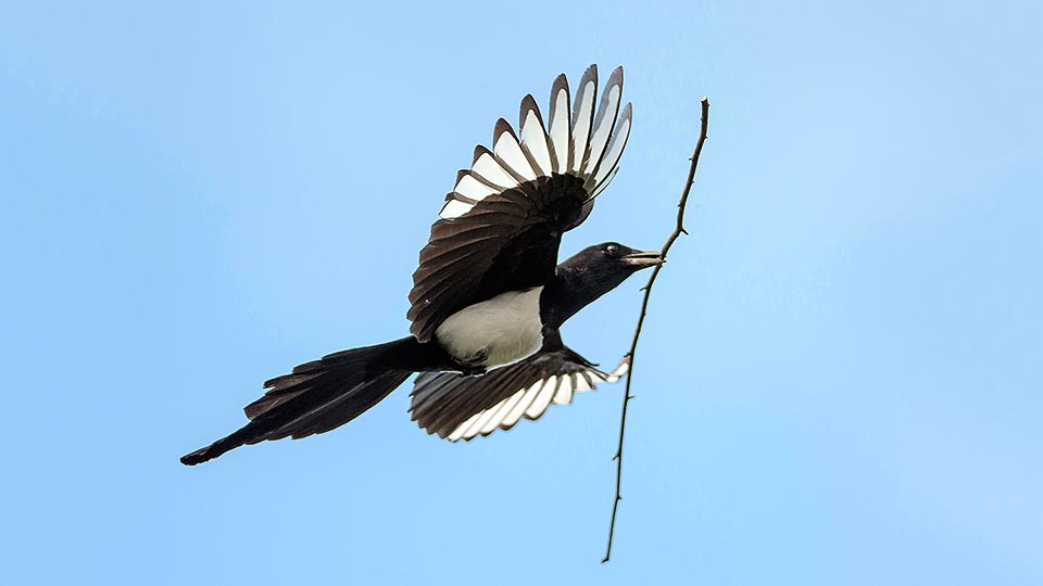 Le nid de Pica pica est un entrelacs de branches collées avec de la boue.