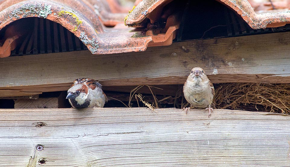 Canaries happy couple with the typical nest under the gutter. Granivorous all the year, in the reproductive time they look also for insects for a protein input for the chicks © Giuseppe Mazza