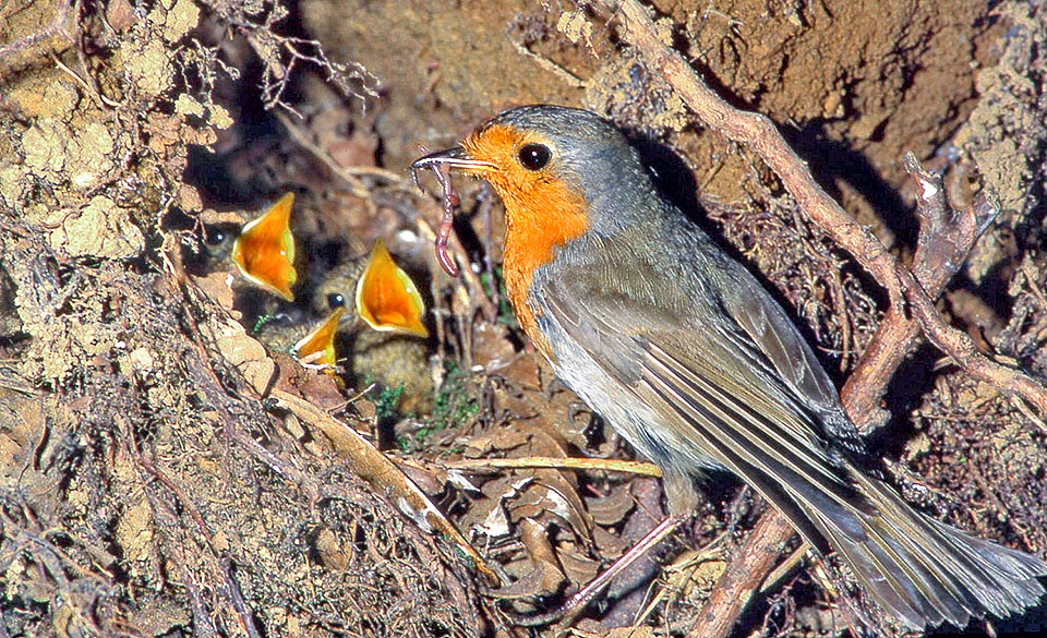 Le femmine reggono anche due nidiate all’anno coadiuvate dal maschio che segue ancora i piccoli a due settimane dall’inizio del secondo ciclo © Museo Civico di Lentate