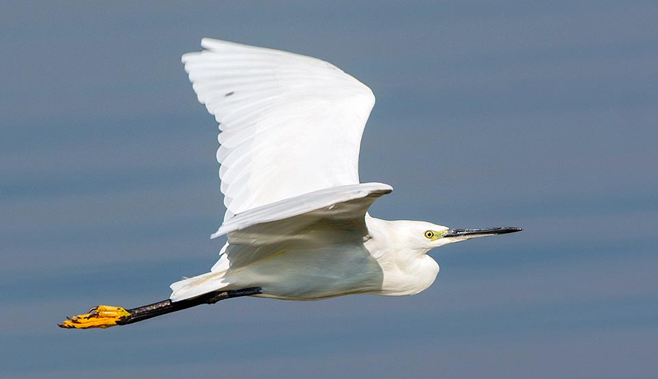 Egretta garzetta, Ardeidae, Aigrette garzette