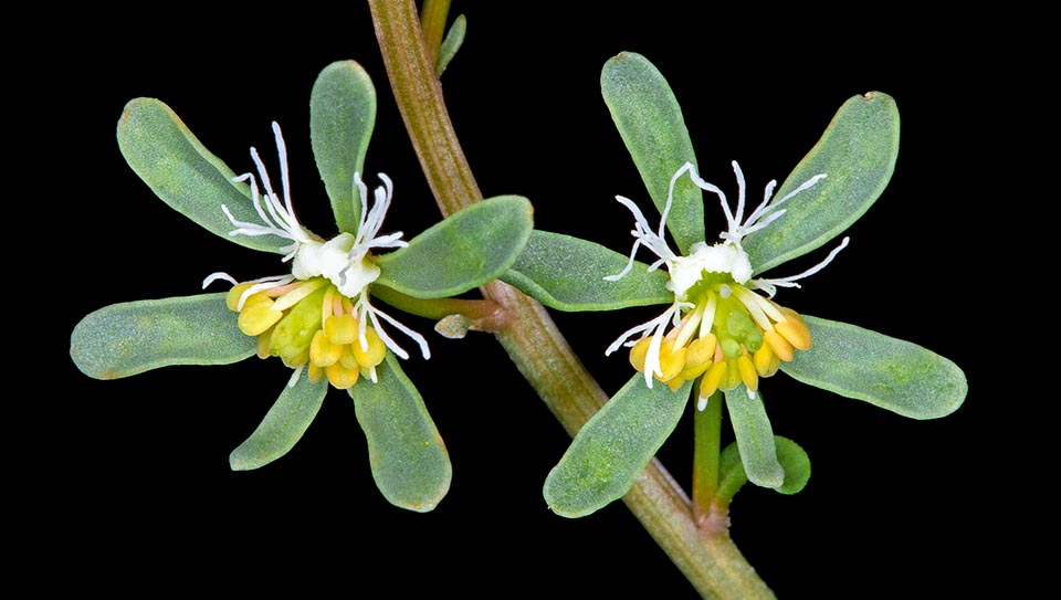 Belleza escondida, la Reseda phyteuma muestra insólitas flores de 5 mm. Ama los sitios áridos y especialmente soleados, donde el clima es más suave sin ser abrasador. Distribuida por las costas mediterráneas y extendida algo hacia el norte, está en la Italia continental, pero poco en Calabria y Basilicata. Llega a los 1200 m de altitud © Giuseppe Mazza