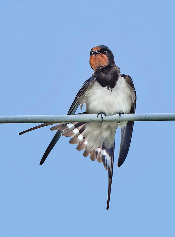 The swallow (Hirundo rustica) reproduces only in the boreal hemisphere © Gianfranco Colombo