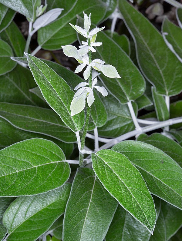 Nativa de las montañas peruanas, donde es polinizada por colibríes, la Salvia discolor es una especie rara en la naturaleza y el cultivo que merecería una mayor difusión en el mundo hortícola © Giuseppe Mazza