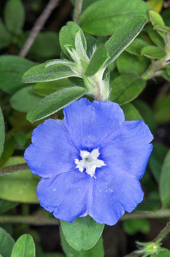 The Evolvulus glomeratus is a prostrate semi-srubby South American perennial species. Fast growth, resistance to salinity and abundant blooming. Born for tropics but cultivable as annual © Giuseppe Mazza