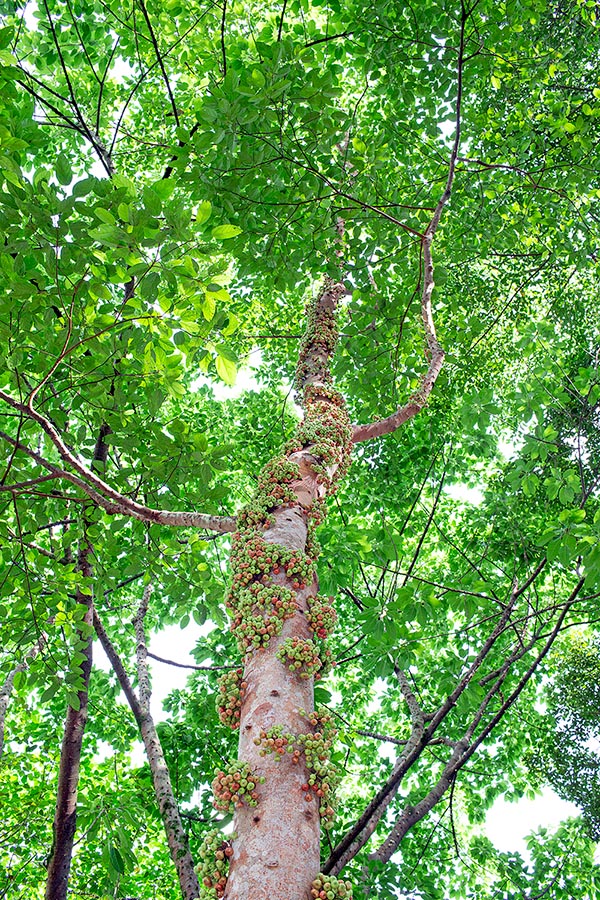 Ficus variegata est une espèce d’Asie du sud-est dépassant dans la nature les 30 m de haut © G. Mazza