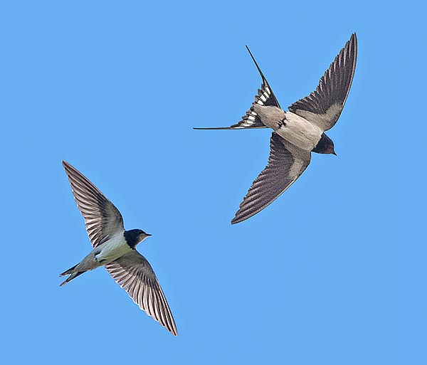 Hirundo rustica, Hirundinidae, Rondine comune, Hirondelle rustique