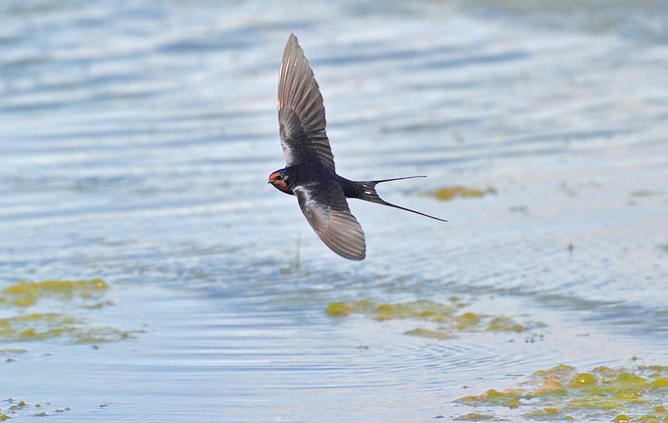 Hirundo rustica is a pure insectivore that eats all aerial insects it smartly seizes in flight with vicissitudes and incredible nimbleness.