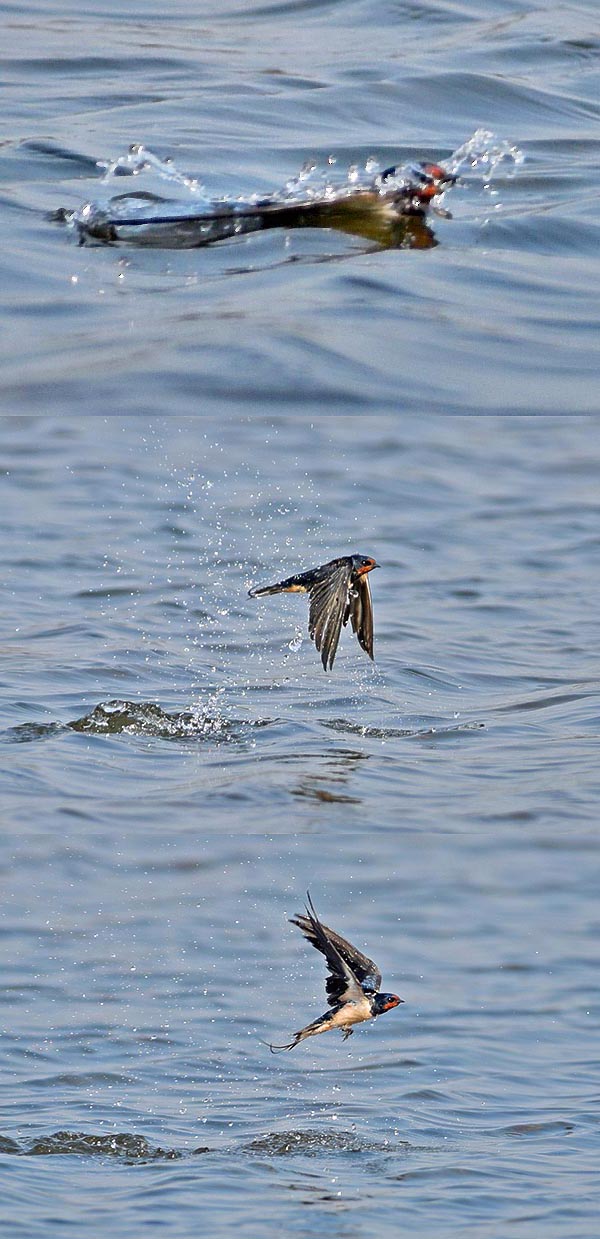 Hirundo rustica skims the water surface for drinking. Sometimes it dives also for a bath and surfaces happily.