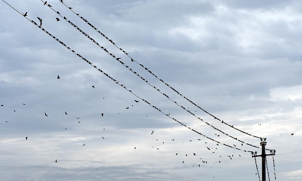 Hirundo rustica, Hirundinidae, Rondine comune