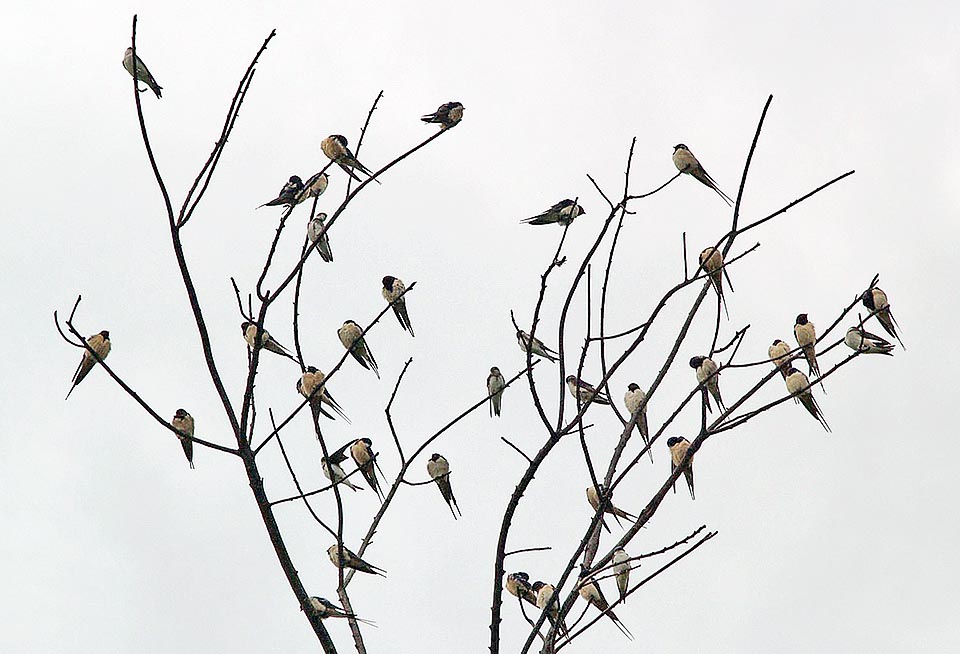 Hirundo rustica, Hirundinidae, Rondine comune