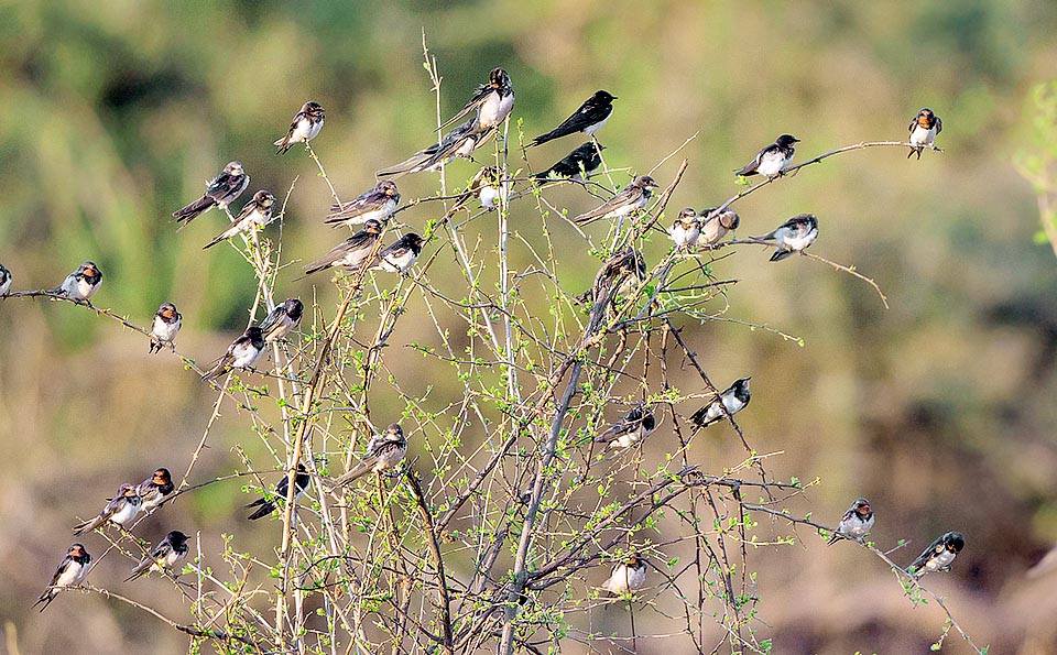 Hirundo rustica, Hirundinidae, Rondine comune, Hirondelle rustique