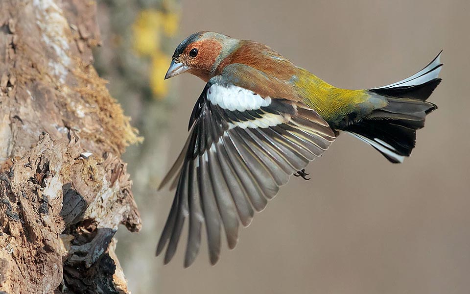 En 2004 Birdlife International estima que l’oiseau le plus commun en Europe était Fringilla coelebs, englobant une surprenante population de 240 millions de couples ! © Zeffiro Vannucci