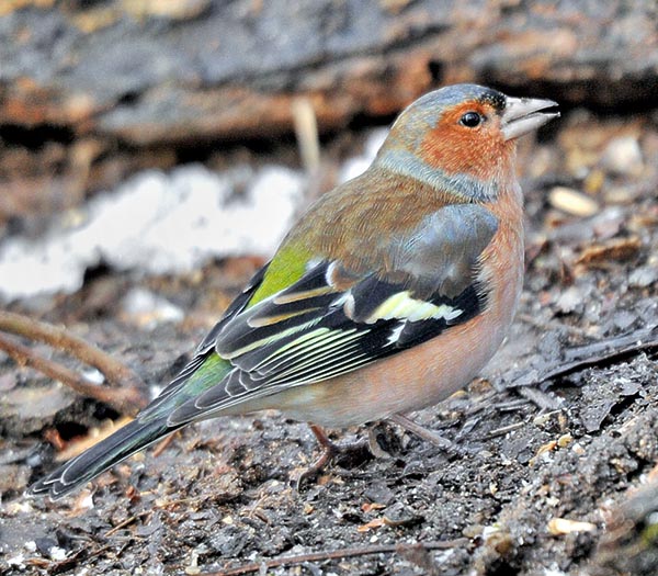 It is a palearctic species present from Açores to Caspian Sea and North Africa © Gianfranco Colombo