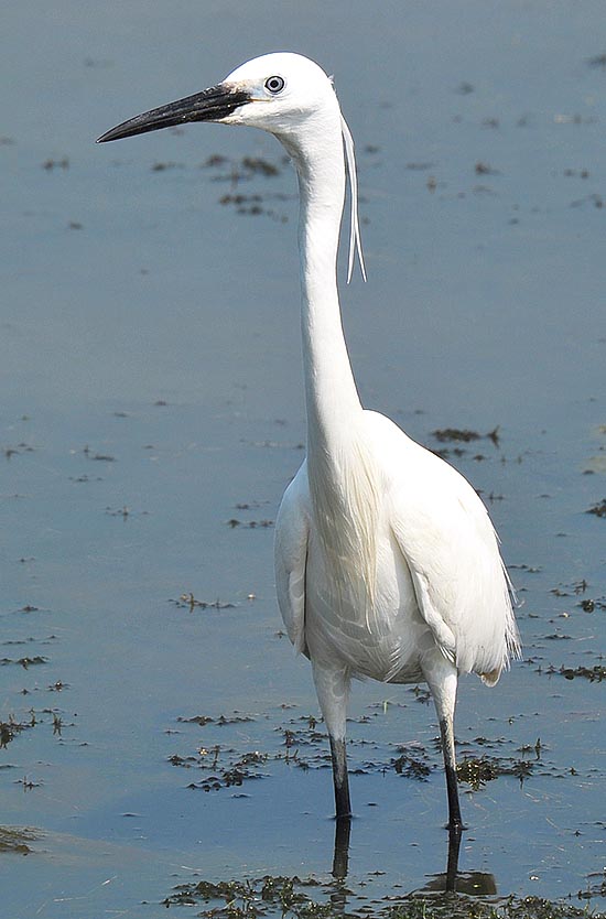 Egretta garzetta, Ardeidae, little egret