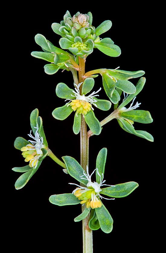 The herbaceous stem can be even 50 cm tall and vegetates April to September. The flowers are fecundated by small solitary hymenopterans having a quite short ligula, so much that they can forage only flowers like these, with little deep corolla © Giuseppe Mazza