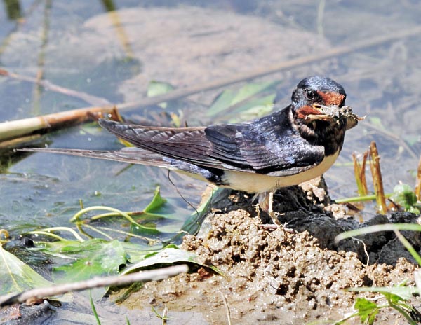 Males of Hirundo rustica normally arrive some days before the females to defend the territory close to their usual nest. First thing to do is to collect mud to fix it and so every year it grows in height.