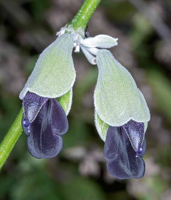 Foglie appiccicose aromatiche ed insoliti fiori nettariferi blu nerastri © Giuseppe Mazza