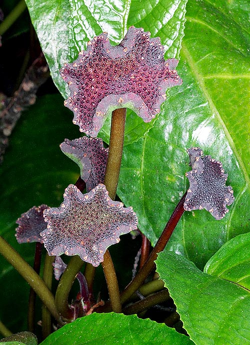 Ses inflorescences sont constituées d'un réceptacle orbiculaire, pelté au centre, aux marges crénelées-dentées et ondulées, aplati, de 1,2 à 4 cm de diamètre, pourpre brun au-dessus, de vert à brun verdâtre en-dessous, portant de minuscules fleurs mâles et femelles. Le fruit est un syncarpe qui expulse ses graines à plusieurs mètres © G. Mazza