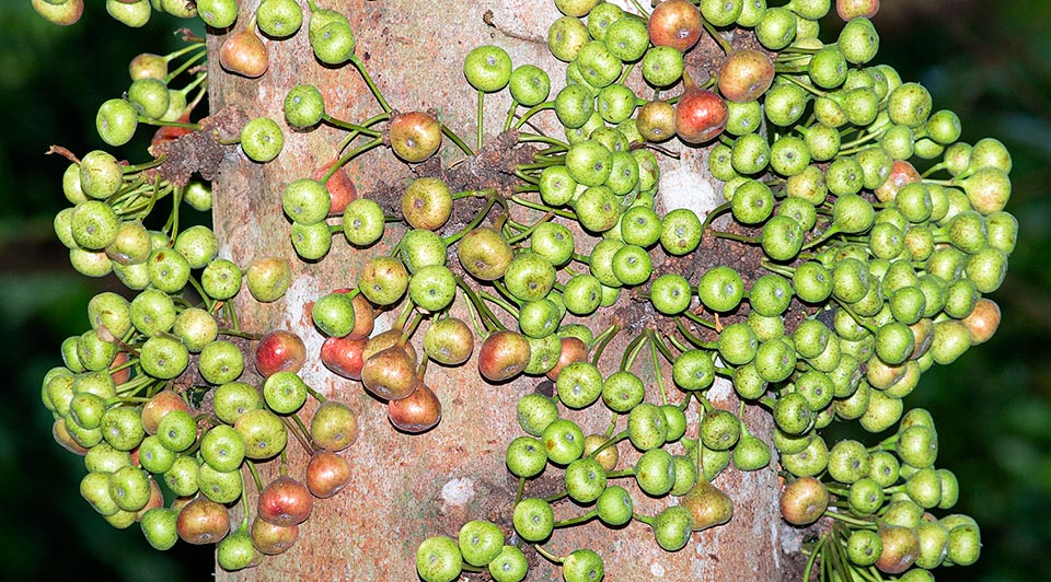 Les synconia, regroupés sur un court pédoncule, naissent sur le tronc. La fructification, généreuse et continue, est une source de nourriture pour les animaux de la forêt qui contribuent à la dispersion des graines. Les fruits secs sont parfois consommés avec du riz par les autochtones. Feuilles et écorce ont des vertus thérapeutiques © Giuseppe Mazza