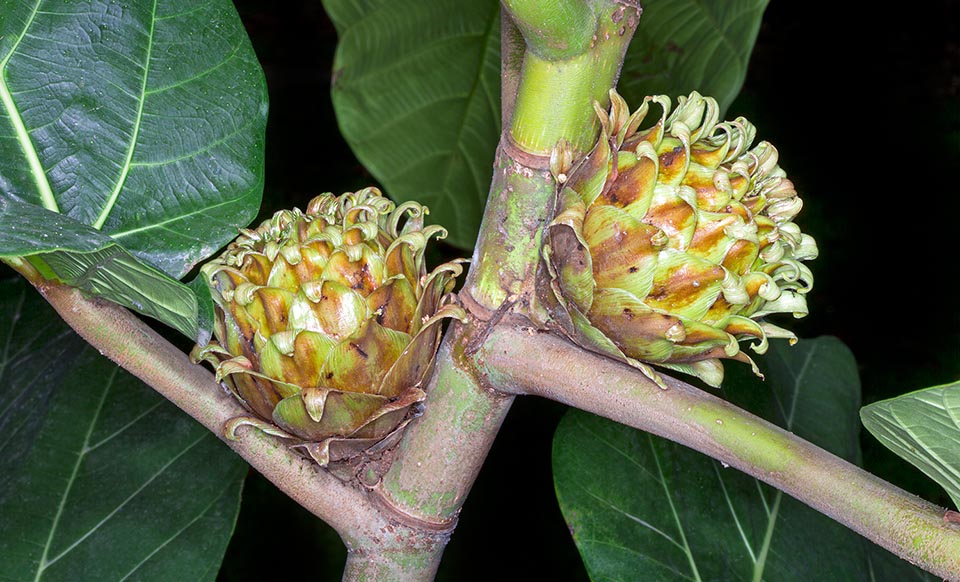 Cultivé dans les jardins tropicaux pour ses grandes feuilles décoratives atteignant 90 cm, il porte d’insolites synconia de 6-13 cm, aux bractées imbriquées, s’estompant à maturité du vert au brun rougeâtre. Les jeunes fruits bouillis sont consommés comme légume par les indigènes et les grandes feuilles servent à emballer les aliments © Giuseppe Mazza