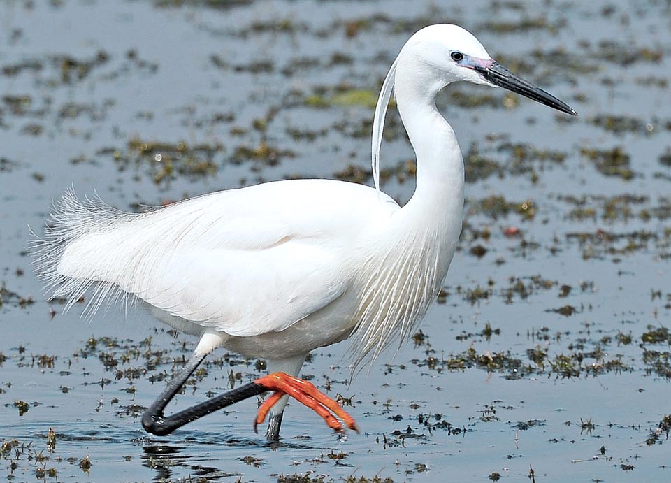 Egretta garzetta, Ardeidae, little egret