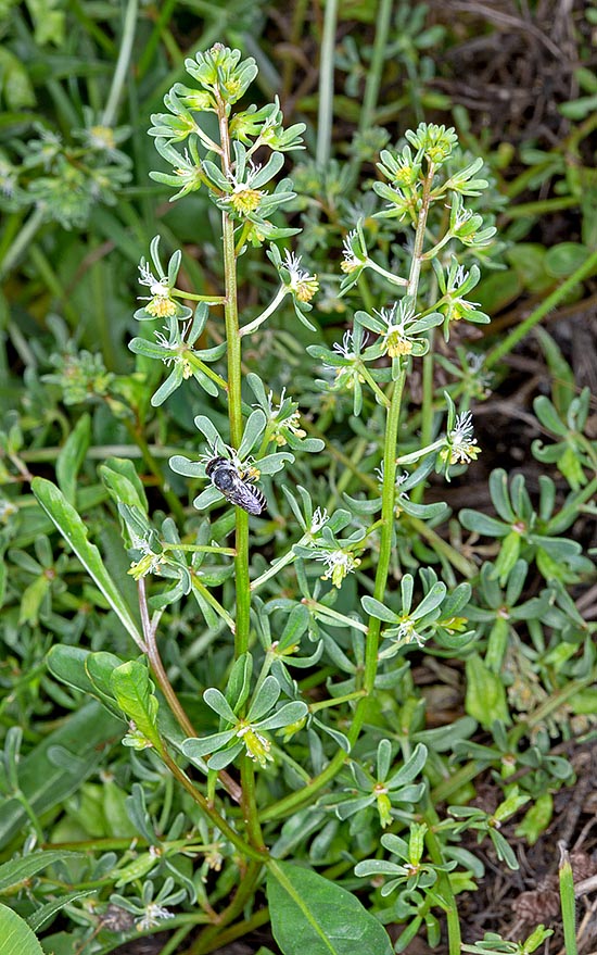 Il Colletes marginatus, è il più importante impollinatore di questa pianta © Giuseppe Mazza