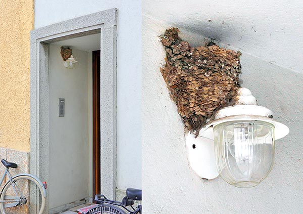 Nest of Hirundo rustica. Semicircled cup, the nest leans against a vertical wall almost in touch with the ceiling to create a safe and inaccessible shelter, under the man benevolent protection because its return to the nest in the countries is associated since millennia to the end of the bad season.