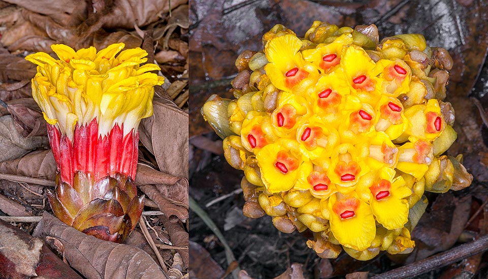 Inflorescence vue de côté et du dessus. Bractées coriaces, imbriquées, disposées en spirale, protégeant un épi compact aux bractées rouge vif sous-tendant de longues fleurs tubulaires. Fruits et pousses comestibles. Diverses parties de la plante contiennent des composés bioactifs aux propriétés antimicrobiennes et antioxydants © Giuseppe Mazza