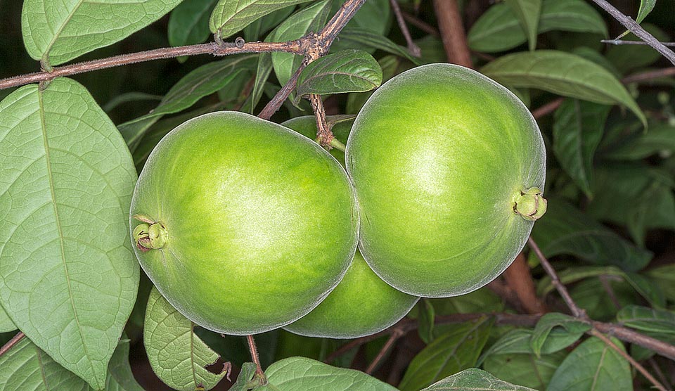 The fruit, yellow when ripe, is an almost spherical berry of 5-10 cm. It's not good due to the acid pulp to fresh consumption, but is excellent as flavouring, rich of vitamin A, B1 and C, proteins, carbohydrates and for the presence of calcium, iron, magnesium, potassium and zinc. The fructification is continuous, almost without any stop © Giuseppe Mazza